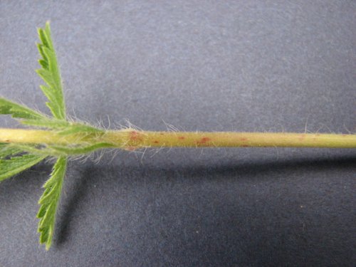 Sulphur Cinquefoil (Potentilla recta)