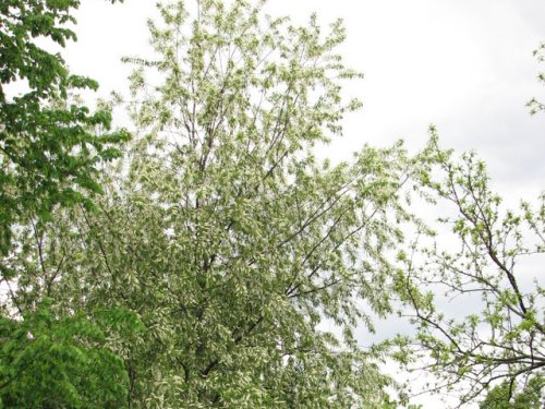 Black Cherry (Prunus serotina)