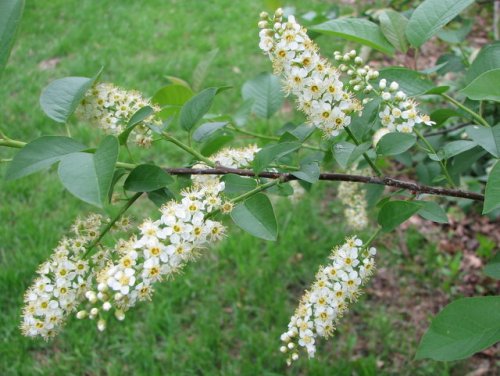 Choke Cherry (Prunus virginiana)