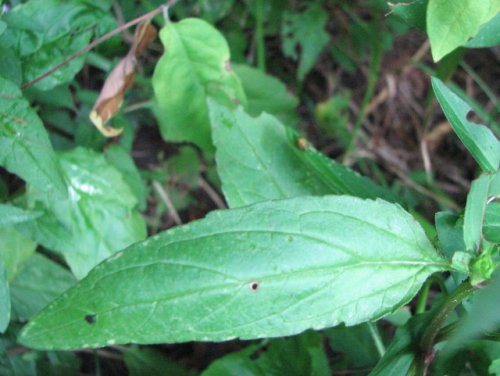 Common Selfheal (Prunella vulgaris)