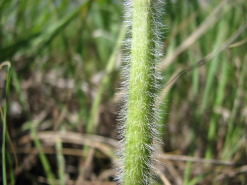 Prairie Turnip (Psoralea esculenta)