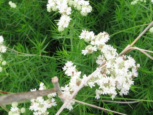 Slender Mountain Mint (Pycnanthemum tenuifolium)