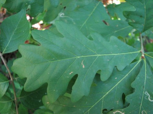 White Oak (Quercus alba)