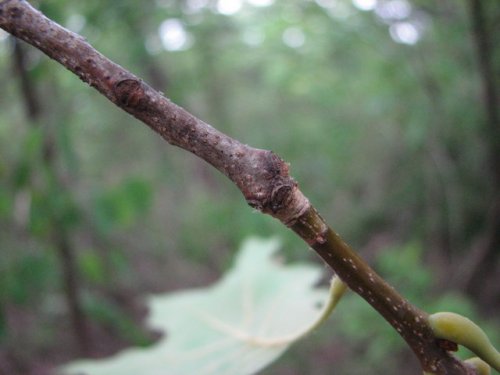 Red Oak (Quercus borealis)