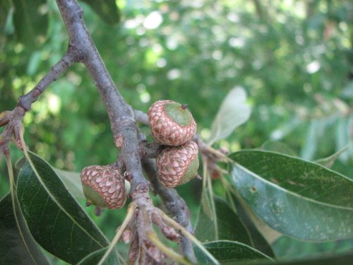 Shingle Oak (Quercus imbricaria)