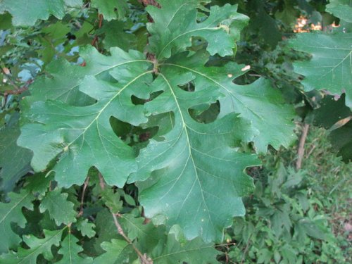 Bur Oak (Quercus macrocarpa)