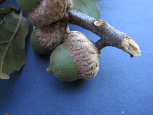 Black Jack Oak (Quercus marilandica)