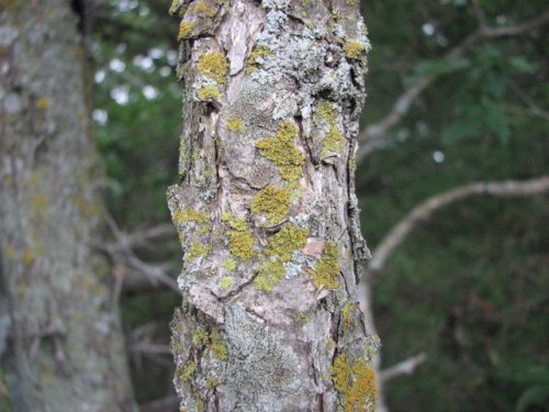 Dwarf Chinquapin Oak (Quercus prinoides)