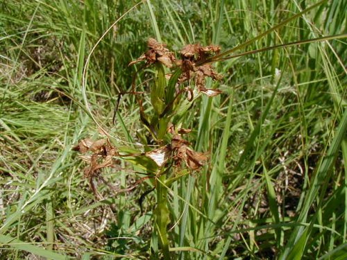 Prairie Fringed Orchid (Platanthera praeclara)