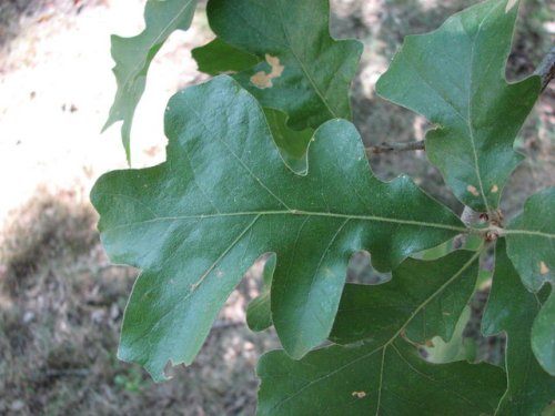 Post Oak (Quercus stellata)