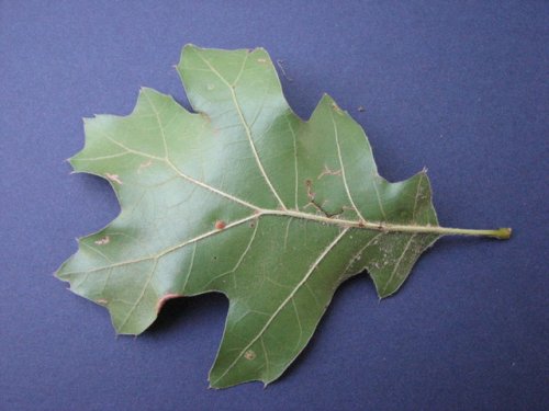 Black Oak (Quercus velutina)