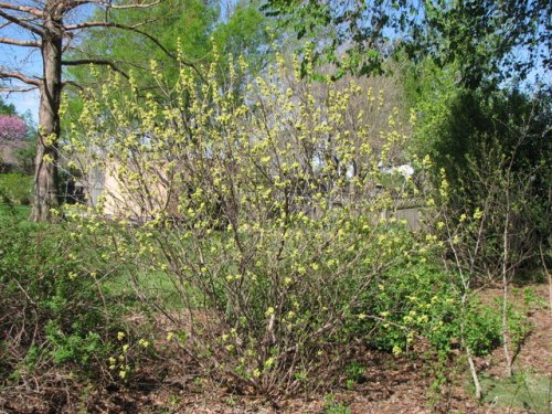 Aromatic Sumac (Rhus aromatica)