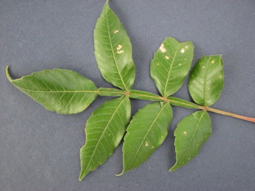 Winged Sumac (Rhus copallina)