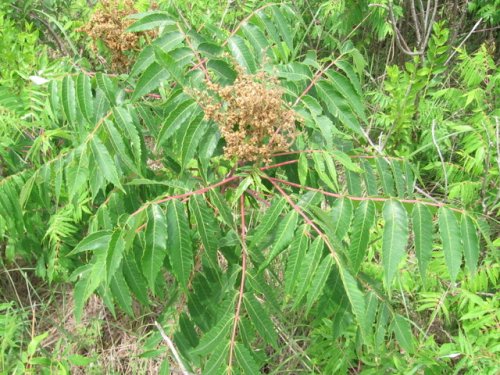 Smooth Sumac (Rhus glabra)