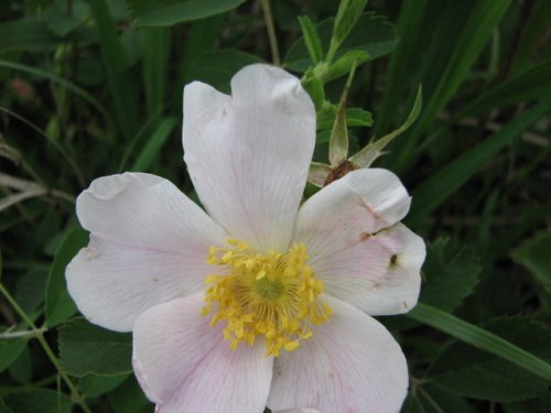 Prairie Rose (Rosa arkansana)