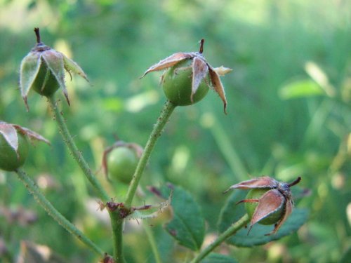 Multiflora Rose (Rosa multiflora)