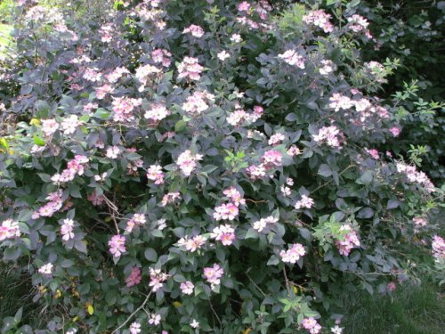 Climbing Prairie Rose (Rosa setigera)