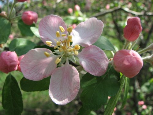 Prairie Crabapple (Malus ioensis)