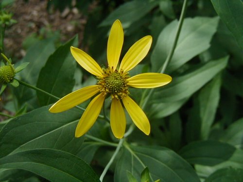 Cutleaf Coneflower (Rudbeckia laciniata)