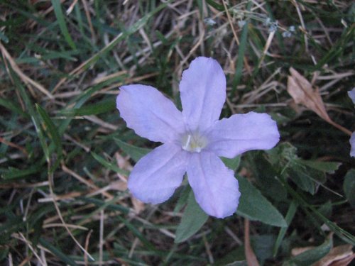 Prairie Petunia (Ruellia humilis)