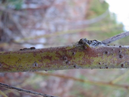 Sandbar Willow (Salix exigua)