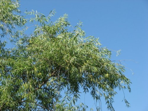 Black Willow (Salix nigra)