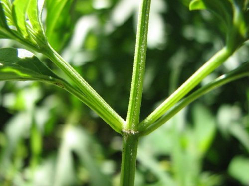 Lanceleaf Sage (Salvia reflexa)