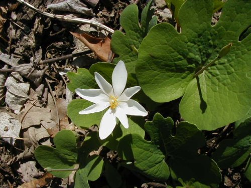 Bloodroot (Sanguinaria canadensis)