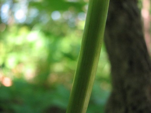 Fragrant Sanicle (Sanicula odorata)