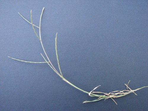 Tumblegrass (Schedonnardus paniculatus)