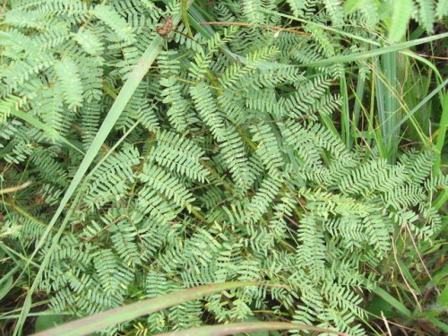 Sensitive Briar (Schrankia nuttalli)