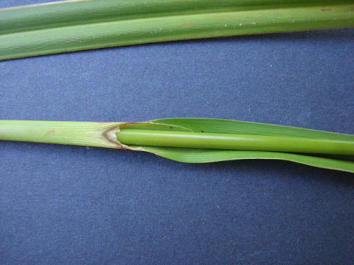 Green Bulrush (Scirpus atrovirens)