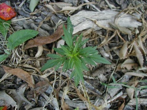 Bur Marigold (Bidens polylepis)