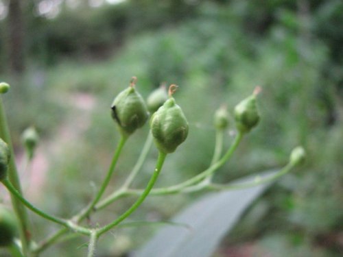 Maryland Figwort (Scrophularia marilandica)