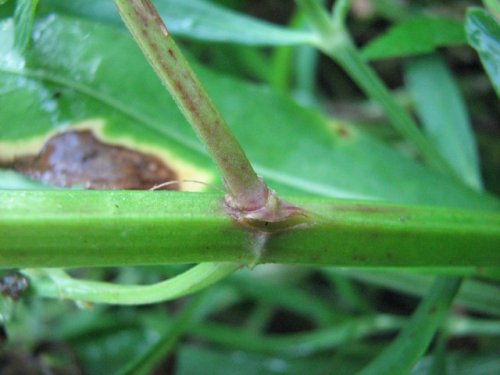 side-flower skullcap (Scutellaria lateriflora)