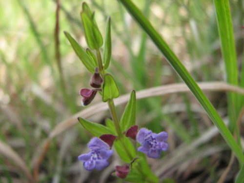 Small Skullcap (Scutellaria parvula)