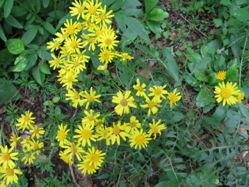 Prairie Ragwort (Packera plattensis)