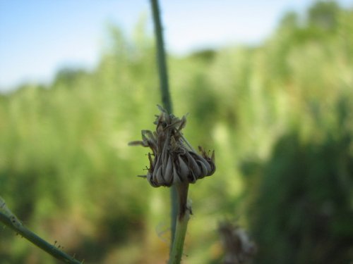 Prickly sow thistle (Sonchus asper)