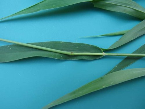 Green Foxtail (Setaria viridis)