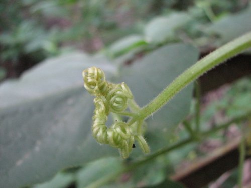 Bur Cucumber (Sicyos angulatus)