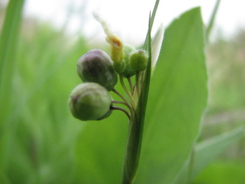 White-eyed Grass (Sisyrinchium campestre)