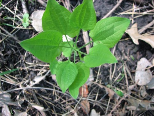 Smooth Carrionflower (Smilax herbacea)