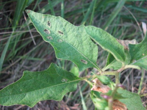 Carolina Horse Nettle (Solanum carolinense)