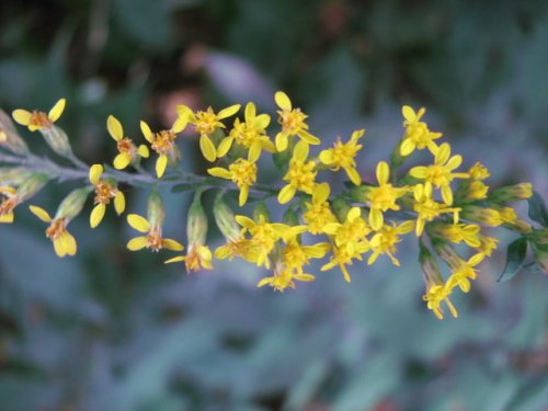 Elmleaf Goldenrod (Solidago ulmifolia)