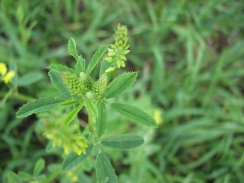 Yellow Sweet Clover (Melilotus officinalis)