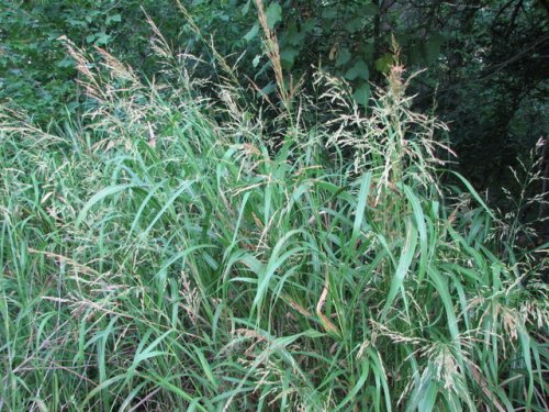 Johnsongrass (Sorghum halepense)