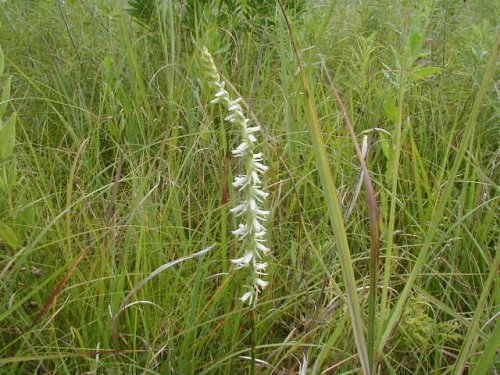 Spring Lady's Tresses (Spiranthes vernalis)