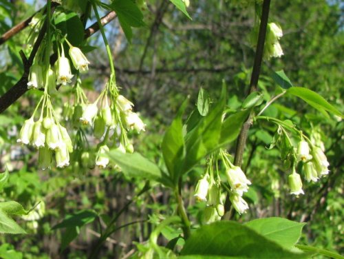 Bladdernut (Staphylea trifolia)