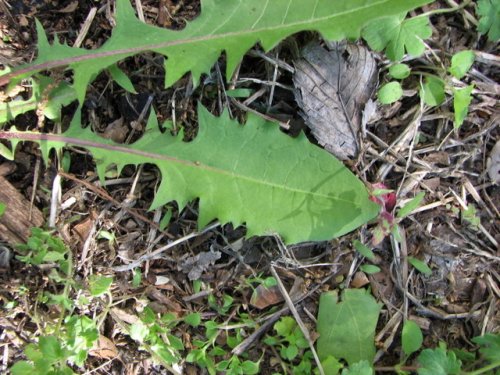 Common Dandelion (Taraxacum officinale)