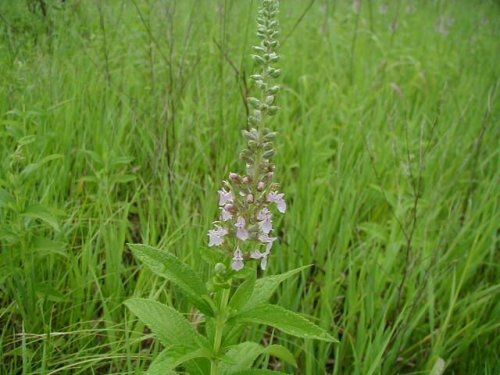 Germander (Teucrium canadense)